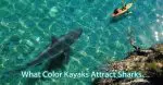 What Color Kayaks Attract Sharks